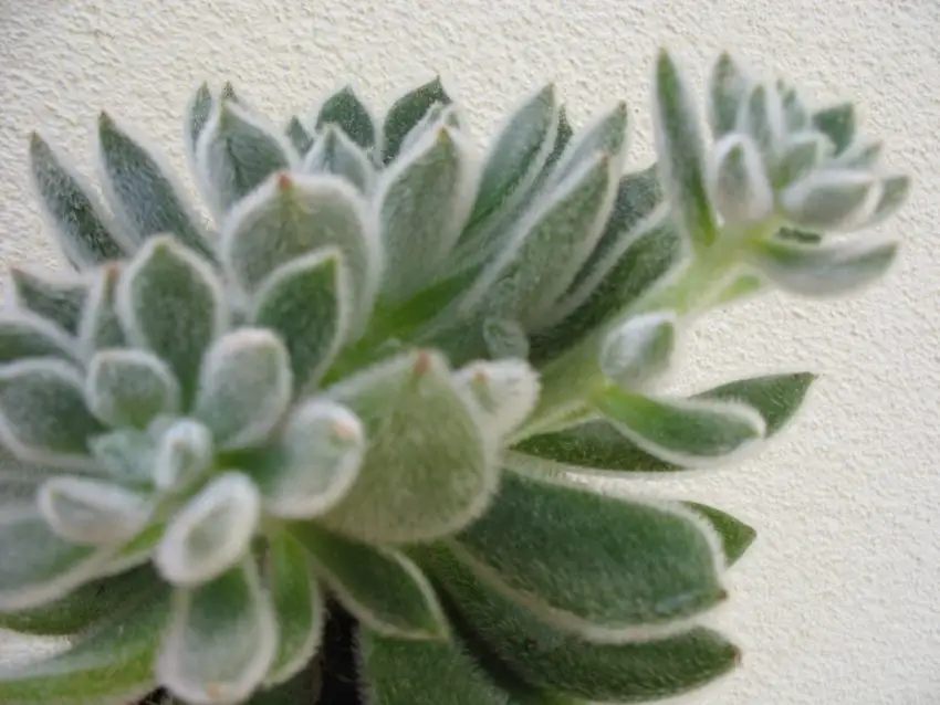 echeveria setosa