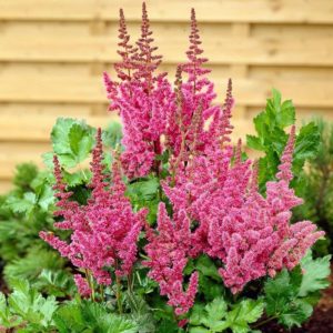 foto astilbe