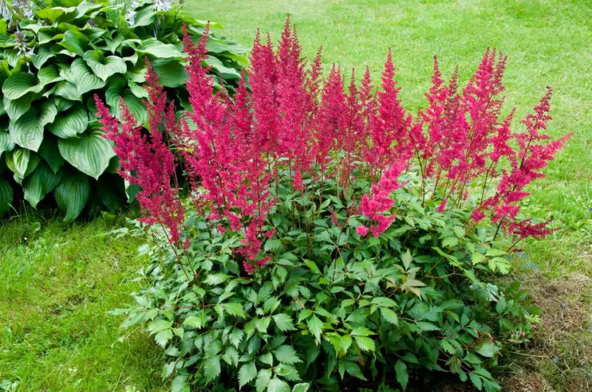 astilbe