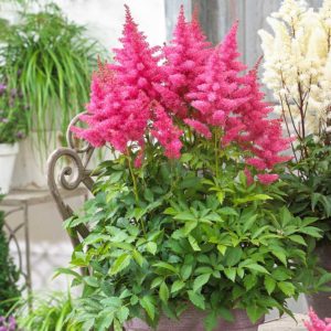 Astilbe: fitur budidaya dan perawatan