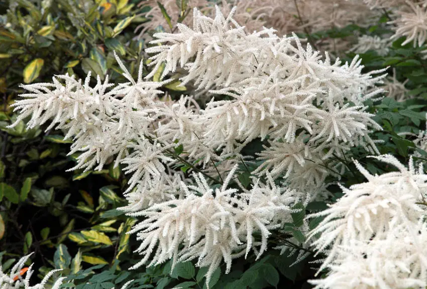 Astilbe: fitur budidaya dan perawatan