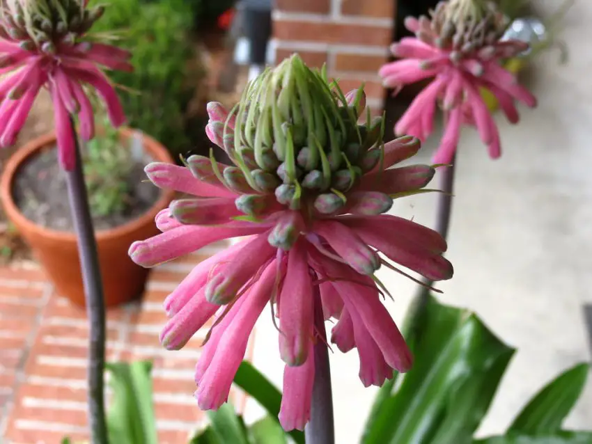 foto veltheimia