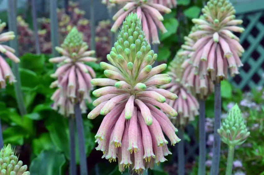 veltheimia bracteous