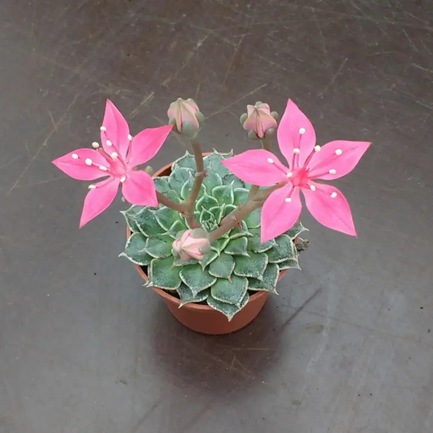 graptopetalum berbunga