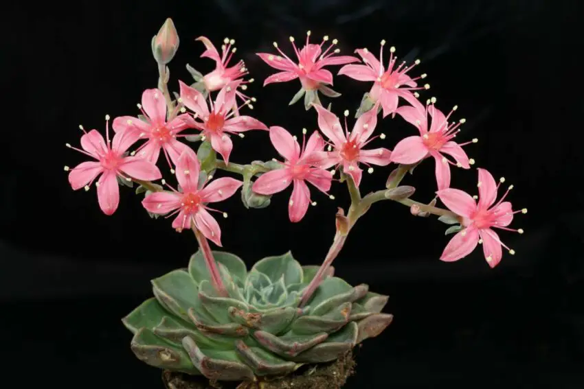 bunga graptopetalum