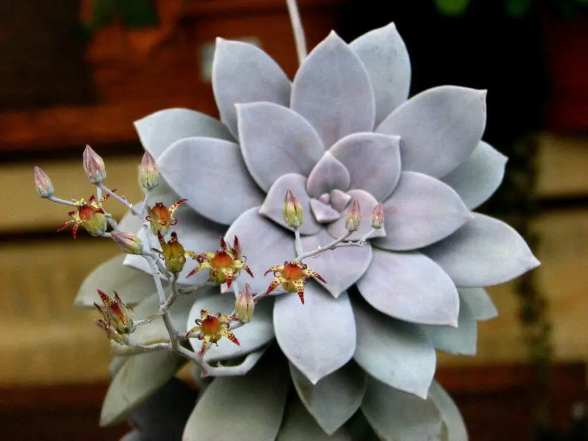 Graptopetalum: budidaya dan perawatan di rumah