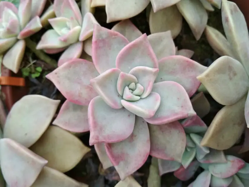 Graptopetalum: budidaya dan perawatan di rumah