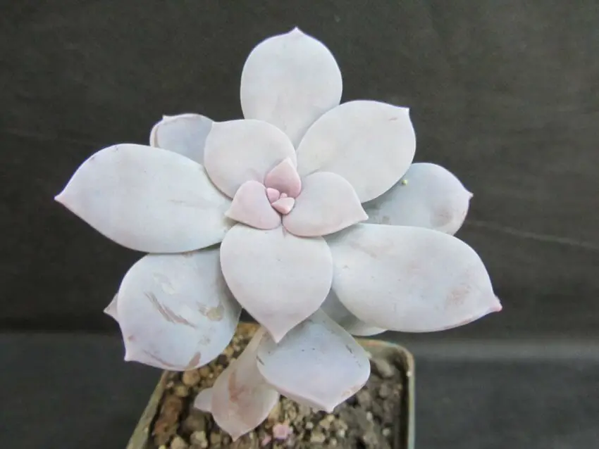 Graptopetalum: budidaya dan perawatan di rumah