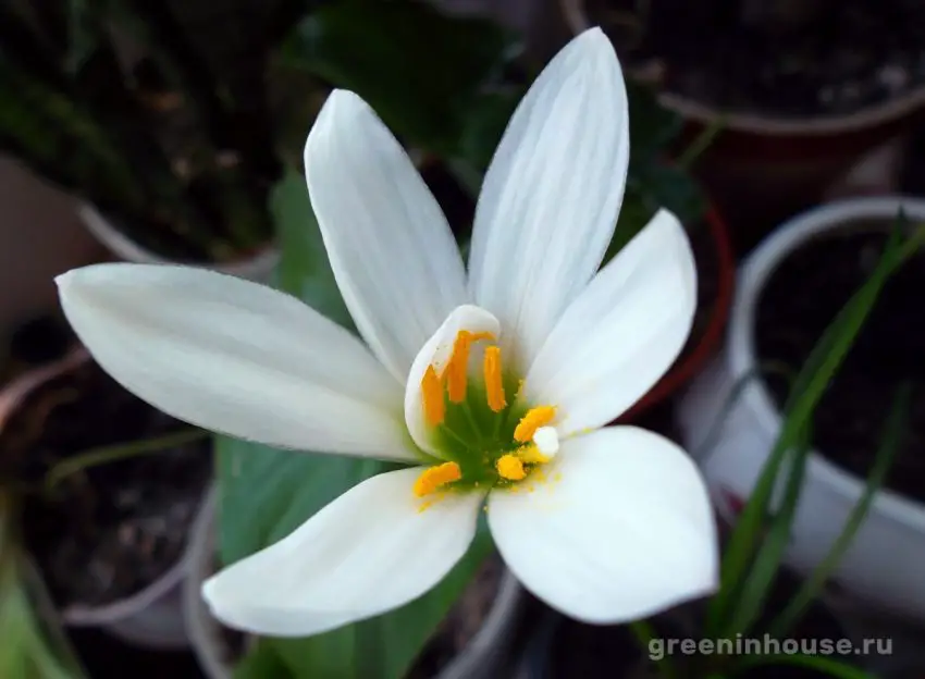 zephyranthes