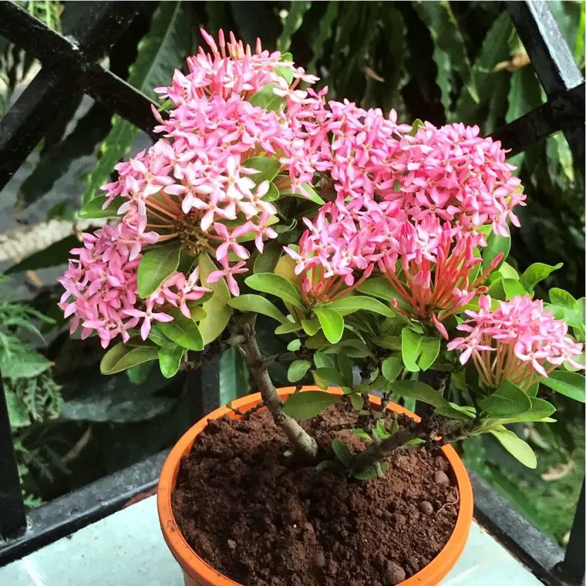 Ixora dalam pot