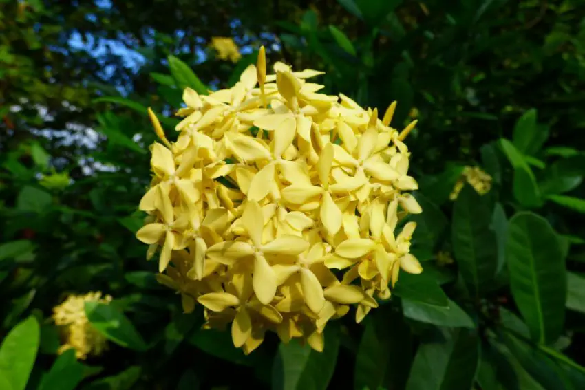 Ixora kuning