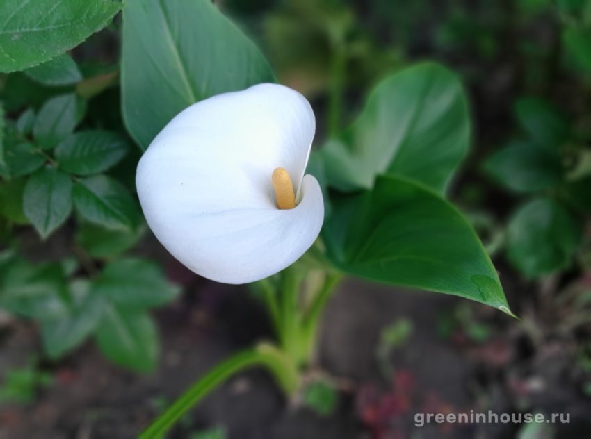 bunga calla