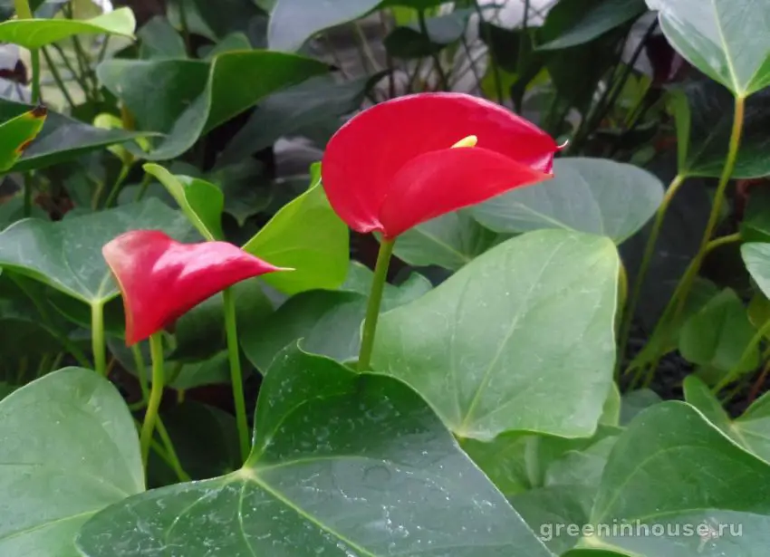 calla merah